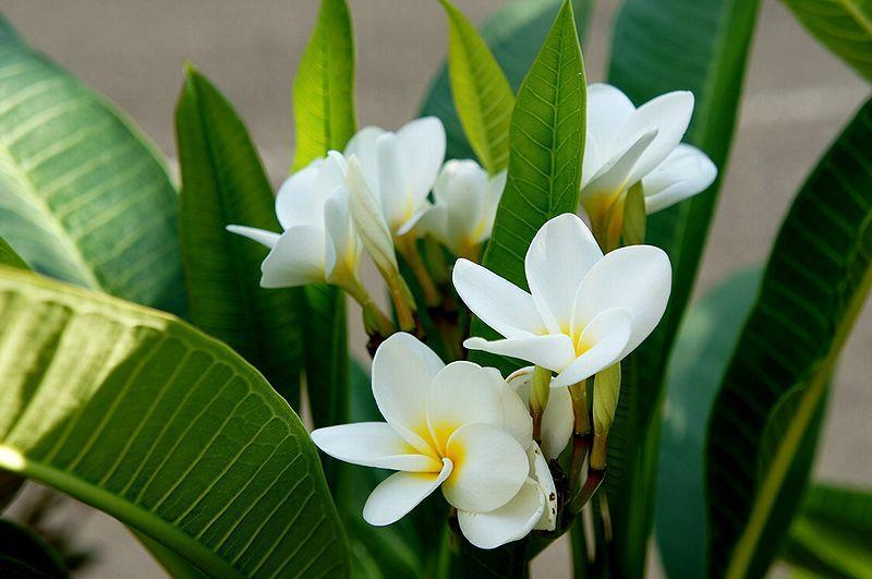 南国の花①プルメリアとハイビスカス: ろこのつれづれに・・・♪毎日が