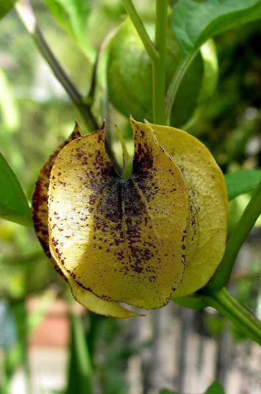 ドライフラワー　黒ホオズキ　500個 栽培時農薬不使用】黒ホオズキドライフラワー ブリーチ - メルカリ