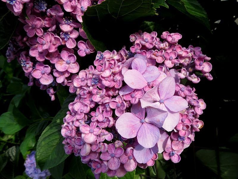 ?アジサイの花咲く風景＆スモークツリー: ろこのつれづれに・・・♪毎日が花曜日♪